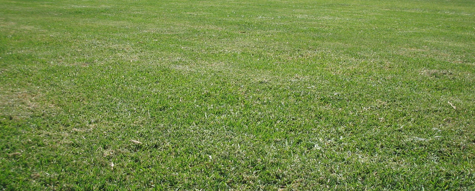 Vivesco Turf